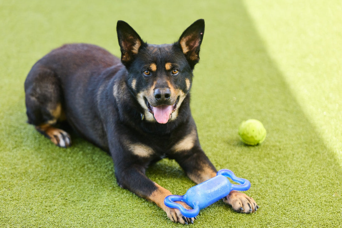 Kennel Pressure Washers: Smarter Cleaning for Healthier Animal Care Facilities